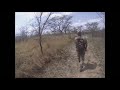 Close Encounters Huge African Rock Python