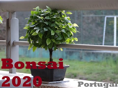 Bonsai 2020