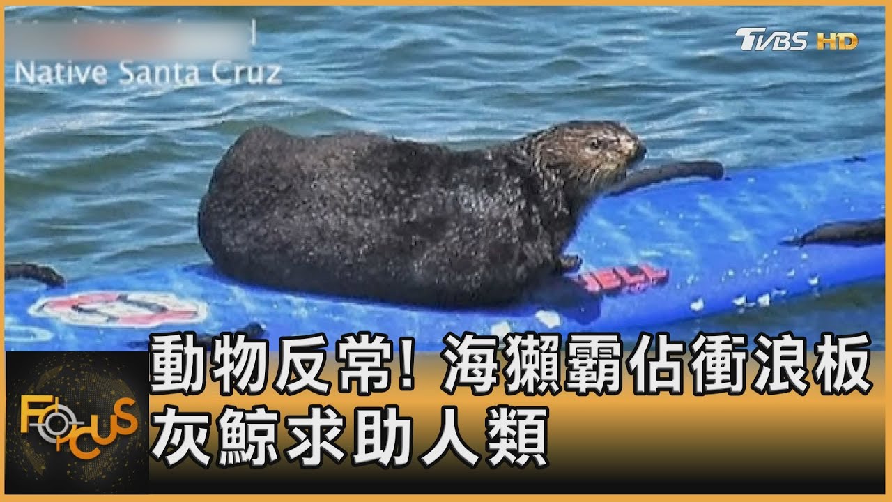 動物反常!海獺霸佔衝浪板 灰鯨求助人類