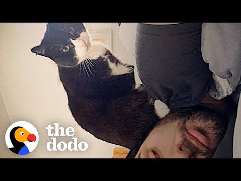 Stray Cat Waits At Guy's Window Until He's Adopted | The Dodo Soulmates