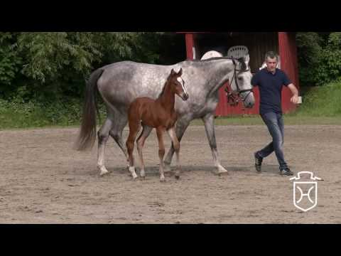 Hengstfohlen von Cash and Carry - Cassini I - Landadel