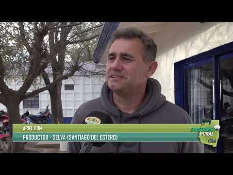 Tradición ganadera: remate de invernada del 2 de julio en Ceres (Santa Fe)