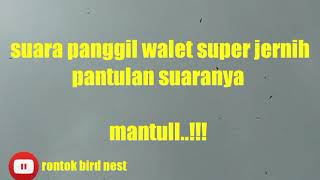 Download lagu Suara panggil walet asli habitat goa mp3