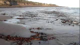 preview picture of video 'Extra Low Tide in Morden, NS  (2009 - 2010 footage)'