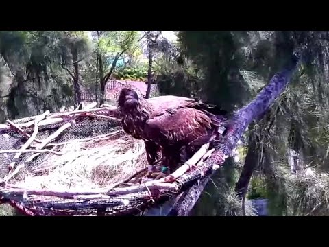 Wildlife Rescue of Dade Eagles ✿ R5 Returns. Brings A Fish With Him ✿ 2023.09.10