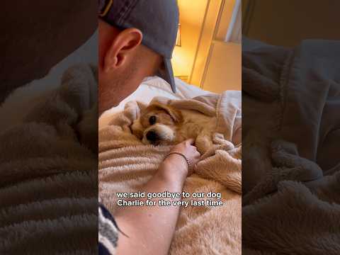 What We Did With Our Dog’s Ashes