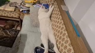 Smijeh do suza--veliki bijeli mačak dugačak poput čovjeka spava na krevetu...