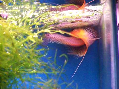 Watch Video on YouTube