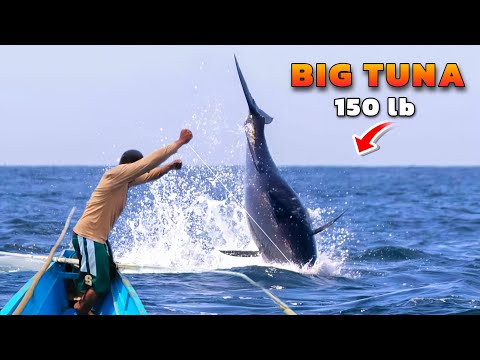 MONSTER Yellowfin Tuna Fish Catching Skills In Philippine Ocean Handline Fish Amazing Fishing Video