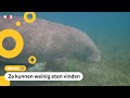 Onderzoekers: 'Indische zeekoe is uitgestorven in China'