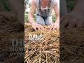 How I grow my own #garden mulch for healthier #soil