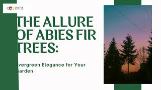 The Allure of Abies Fir Trees Evergreen Elegance for Your Garden