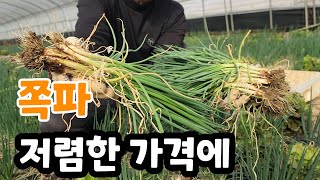 쪽파 바로 수확해서 저렴한 가격에 깐쪽파