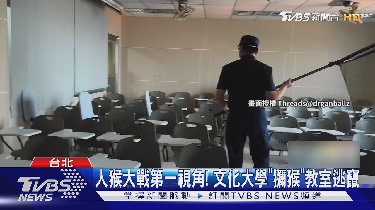 文化大學驚見獼猴闖入!躲天花板20分鐘 教室內上演人猴大戰