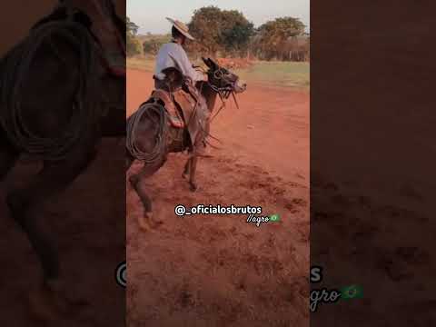 ✅ Muladeiros 👏🏻!! #gado #nelore #sertanejo #agro #fazenda #vaquejada #boi #vaca #muladeiros