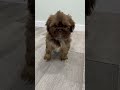 Shih Tzu dogs for sale: Champ - Video 1