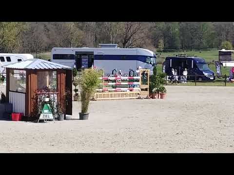 Holsteiner mare, Casall-Carry-Romino-Tin Rot, 2011