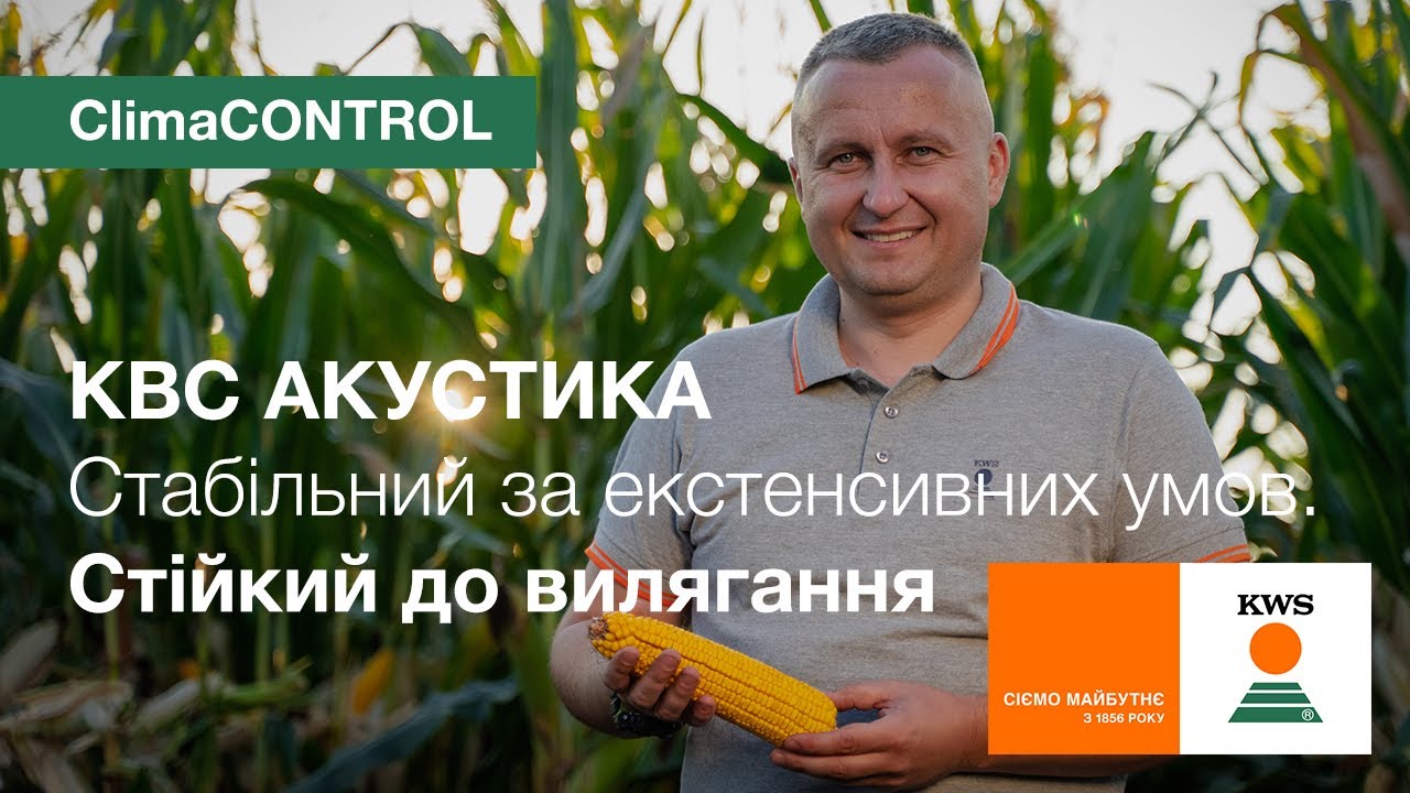Семена кукурузы КВС АКУСТИКА (KWS) – гибрид ФАО 350 CLIMACONTROL для стабильного урожая в засуху