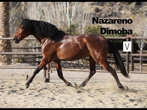 Nazareno Dimoba - Febrero 2018