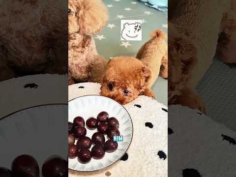 Would a dog steal food without permission?#funnyshorts #pets #cute #love