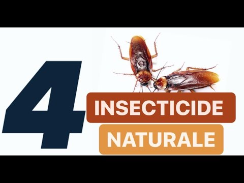 , title : 'CUM SCAPI DE GANDACI IN 4 ZILE cu insecticide naturale'
