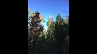 Autumn leaves (Burzum cover)