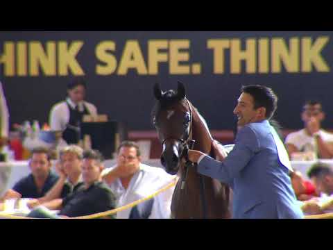 N.23 LATIFA DEL PALAZZOTTO - Italian Nationals 2018 - Yearling Fillies (Class 1B)