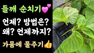 들깨 순치기???? 언제? 방법은? 왜? 언제까지? ???? 가뭄,폭염에 물주기 하세요!