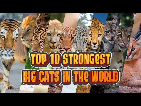 Top 10 Strongest Big Cats In The World