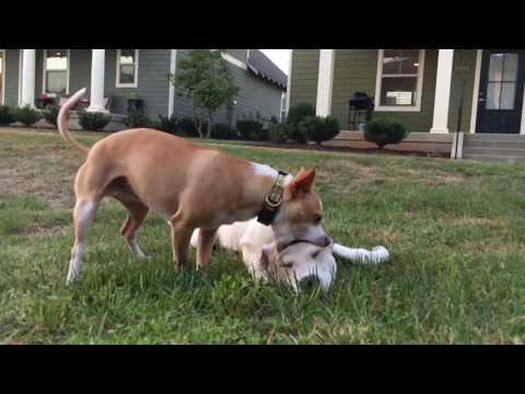 The Best Of The Mixtape Junkies