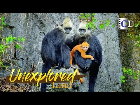 How does the monkey king protect his families when stray male monkeys attack? | China Documentary