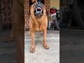 Dog Sound Dog Barking Loud Shorts Viralshorts Trendingshorts
