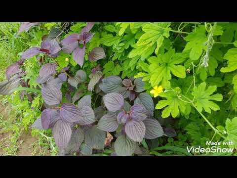 可憐な淑女のマント、禿げた淑女のマント 植物