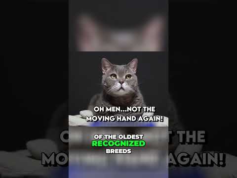 Cat Breeds for First-Time Owners: From British Shorthairs to Ragdolls #catbreeds