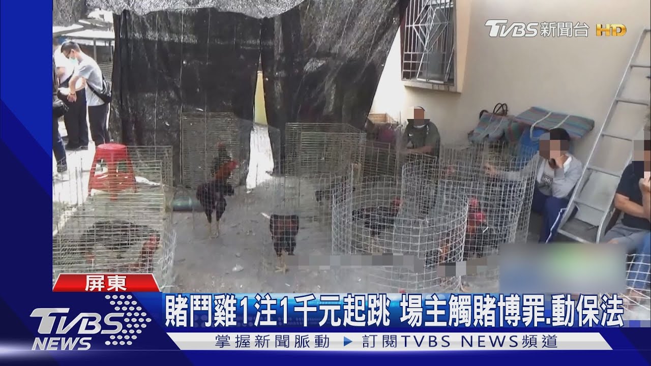 雞飛狗跳!屏東警破職業賭場 鬥雞廝殺賭客竄逃