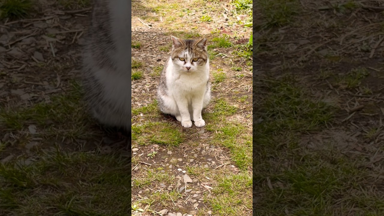 春めく庭と親戚さん😊　公開日:2026/4/4