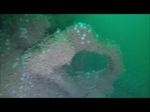 17 July 2020 WA Scholten