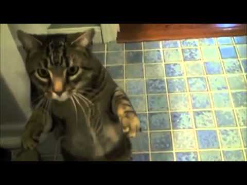 PatrycjaSopel’s Video 115314008591 asOOlPPp_50