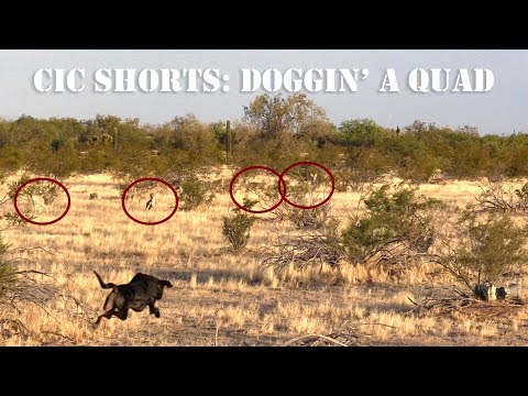 COYOTE HUNTING shorts: Doggin' in a Quad