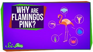 Why Are Flamingos Pink?