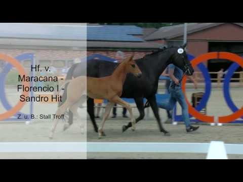 Hf v Maracana x Florencio I x Sandro Hit 2019