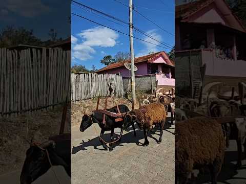 carrinho de carneiro em Natércia mg