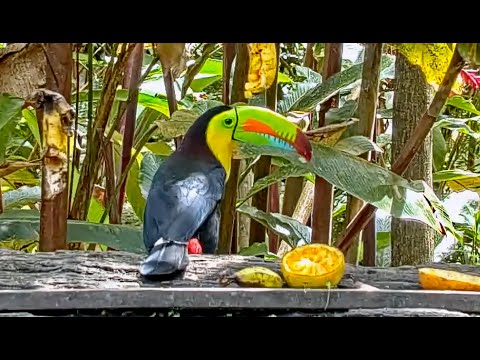 Keel-billed Toucan Takes a Break and a Bite on the Panama Platform | January 26 2023