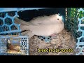 Pigeons Breeding Progress Pigeons Breeding Tips