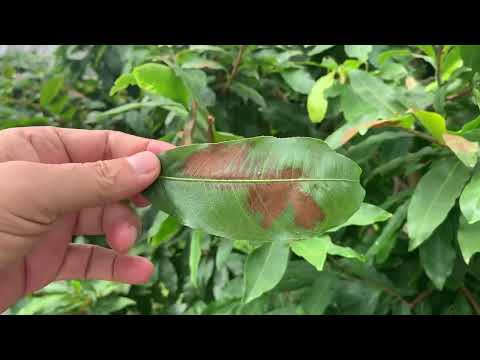 Ngày 27/5AL BA CHU KỲ BÓN PHÂN ĐỂ CÂY MAI CHO BÔNG TẾT 2023-2024