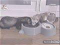 Babytv Kids And Pets Ferret