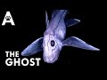 Chimaera The Deep Sea Phantom