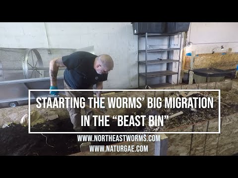 Starting the worms' big migration in the "Beast" bin