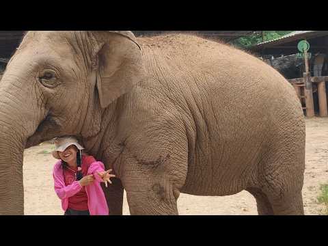 Playing Hide-and-Seek with an Elephant