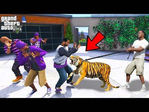 Franklin Trying To Catch Hungry Bengal Tiger in GTA 5!